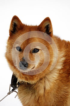 Brown Finnish Spitz dog / Canis lupus familiaris