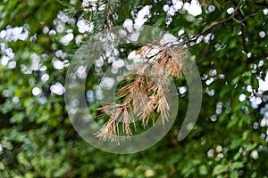 Brown fir needle on tree with green background