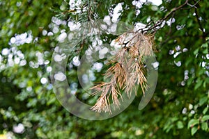 Brown fir needle on tree with green background