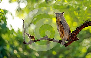 Brown Fish Owl