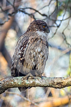 Brown Fish owl