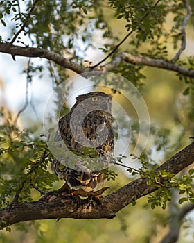 Brown fish owl or Bubo zeylonensis or Ketupa zeylonensis a large owl species perched on tree with frog kill in his claw at