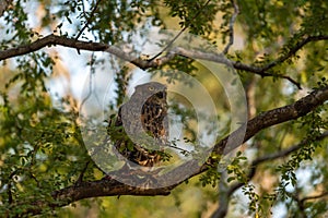 Brown fish owl or Bubo zeylonensis or Ketupa zeylonensis perched on tree with frog kill in his claw at ranthambore national park