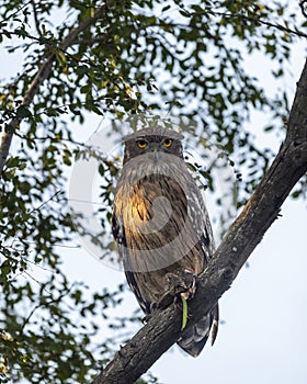 Brown fish owl or Bubo zeylonensis or Ketupa zeylonensis perched on tree after hunt with frog kill in claw winter season safari at