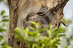 Brown fish owl or Bubo zeylonensis or Ketupa zeylonensis in a nest or hollow or hole on tree trunk in safari at chuka ecotourism