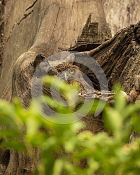 Brown fish owl or Bubo zeylonensis or Ketupa zeylonensis in a nest or hollow or hole on tree trunk in safari at chuka ecotourism