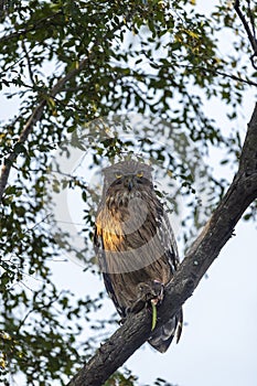 Brown fish owl or Bubo zeylonensis or Ketupa zeylonensis perched on tree after hunt with frog kill in claw winter season safari at