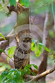 Brown Fish Owl hunting from its river perch