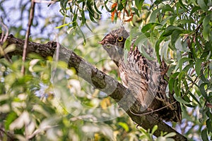 Brown Fish Owl - Ketupa zeylonensis, beautiful large own hiding inside tree, living in South Asian woodlands