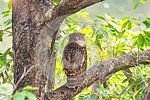 The brown fish owl (Ketupa zeylonensis) is a fish owl species found in indian subcontinent.