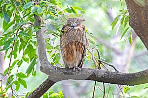 The brown fish owl (Ketupa zeylonensis) is a fish owl species found in indian subcontinent.