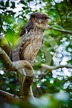 Brown Fish-owl, Ketupa zeylonensis, owl from Asia. Beautiful bird of prey sitting in the deep forest on a branch. Owl in Udawalawe