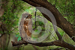 Brown Fish-owl, Ketupa zeylonensis, rare bird from Asia. India beautiful owl in nature forest habitat. Bird from Ranthambore, Indi