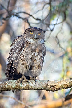 Brown Fish owl perching