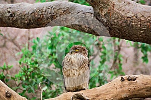 Brown Fish Owl sitting on a branch at Ranthambore.