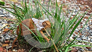 Brown Flapnecked chameleon - chamaeleo dilepis on green grass
