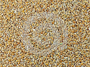 BROWN FLAX SEEDS (Linum usitatissimum) photo