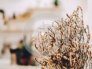 Brown flower dry of sea-lavender, statice, caspia or marsh-rosemary Limonium sp. in cafe.