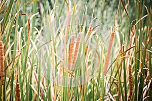 brown flower spikes on Typha reed cattail