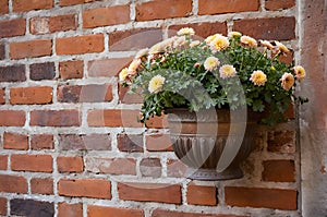 Brown flowerpot with chrysanthemum flowers hangs on a red brick wall mockup wallpaper