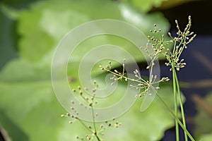 Brown flowers of the Cyperaceae  on a lotus pond