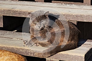 Brown fluffy cat lies on the wooden steps