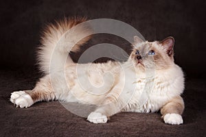 Brown fluffy cat Neva Masquerade Siberian