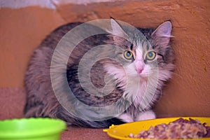 Brown fluffy cat sitting next to food