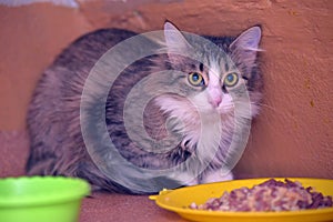 Brown fluffy cat sitting next to food