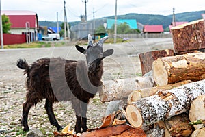 Brown fluffy goat stands near logs on the background of private houses, villages