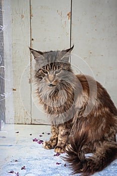 a brown fluffy Maine Coon cat sits with his paws folded on the windowsill, keeping purebred pets in an apartment