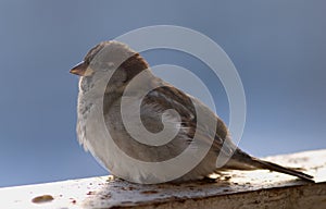 Brown fluffy sparrow sits on a beam