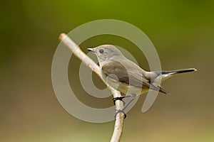Brown Flycatcher (Muscicapa latirostris)