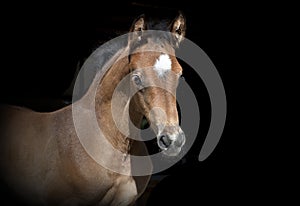 Brown foal black background