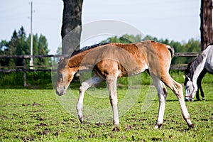 Brown foal grazing at the pasture