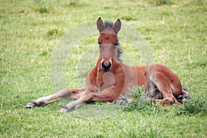 Brown foal lying on meadow
