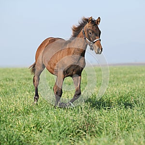 Brown foal running in freedom