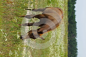 A brown foal stands in the field and eats grass