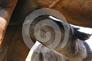 brown foal sucks mother`s milk. Animals, nature, horses