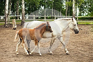 Brown foal and white horse together. White horse and her brown foal
