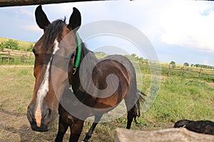 Brown foal with a white star on the forehead looks behind the fence, animals, nature, horses
