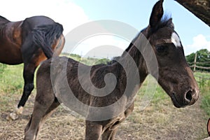 Brown foal with a white star on the forehead looks behind the fence, animals, nature, horses