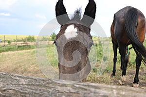 Brown foal with a white star on the forehead looks at you, Animals, nature, horses