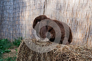Brown fold ram medium sized rabbit sitting on a hay before Easter