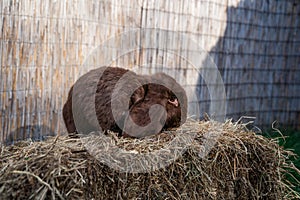 Brown fold ram medium sized rabbit sitting on a hay before Easter