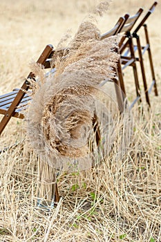 Brown folding chairs decorated with pampas. The wedding ceremony is in an open field in a rustic style. Seats for guests