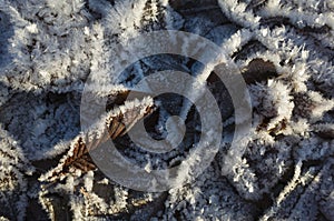 Brown foliage in frost, Fallen withered leaves covered with ice crystals of rime, Close-up detail winter nature