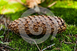 Brown forest fir cone on green moss ground