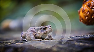 Brown forest frog sitting on a wet tree trunk