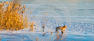 Brown fox on frozen lake taking sunbath. Reeds and snow, Beautiful wild nature.